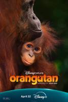 Poster Orangutan